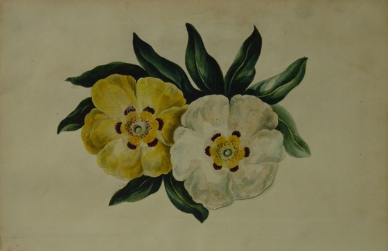 Study of flowers
