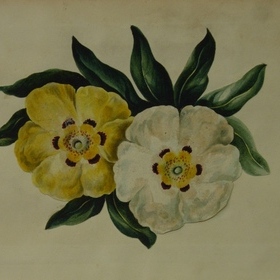 Study of flowers, Anonymous